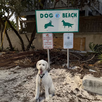 Clarence S. Higgs Memorial Beach Dog Park photo 1